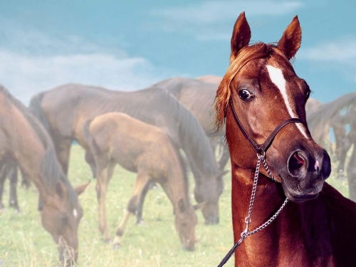 Купец База Отдыха