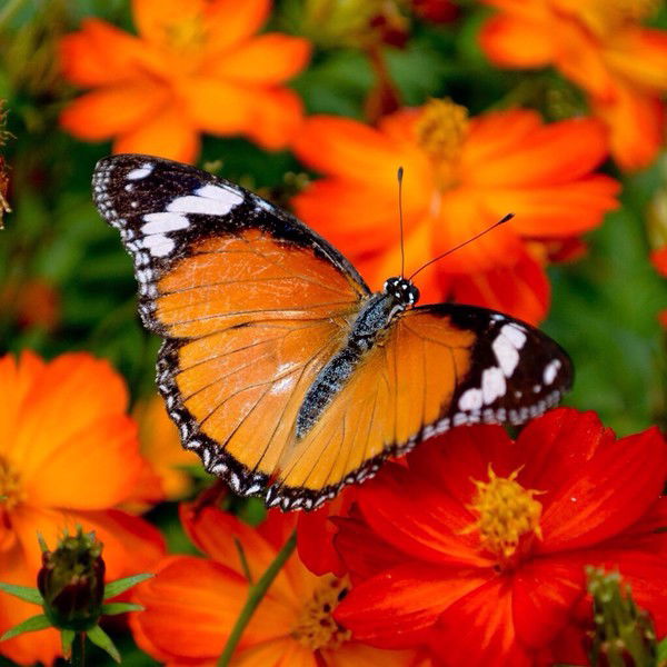 Виктория Вольхина