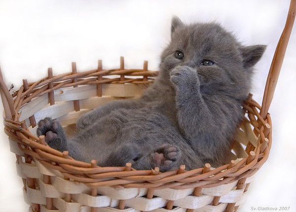 ***белочка ***