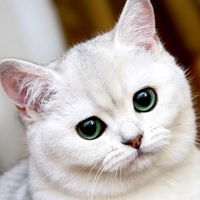 Светлана Соболевская