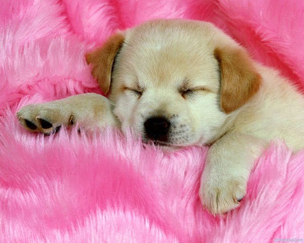 Светлана Лапенкова