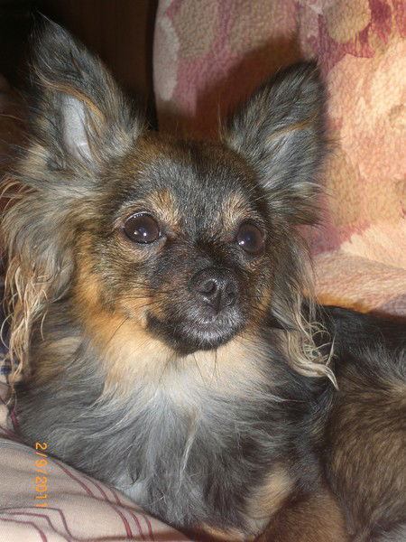 Владимир Вайло