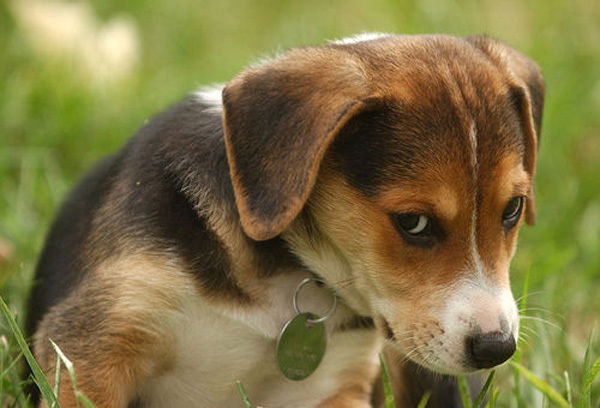 Елена Большакова