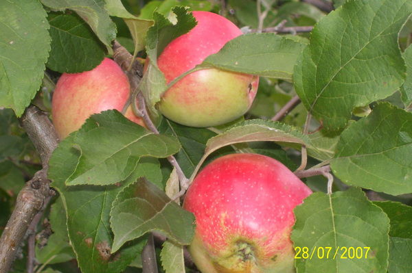 Яна Нагавкина