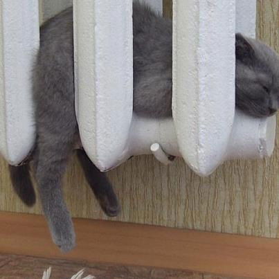 Никита Малахов