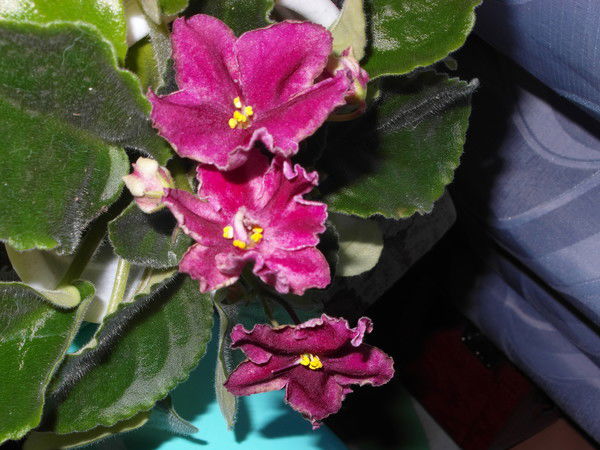 Светлана Набатова