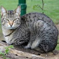 Ветрохвостая Воительница-Племени-Ветра