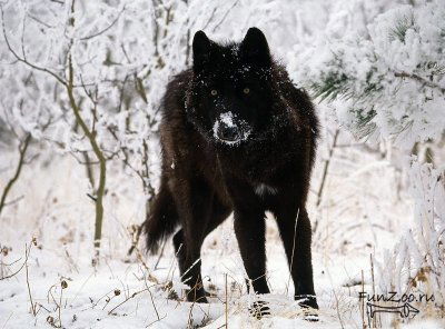 Чёрный Волк