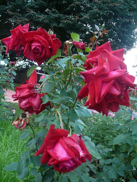 Алла Кузнецова