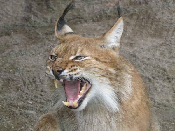 Надежда Кирьяк