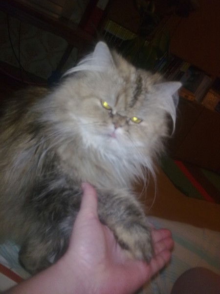 Елена Попова