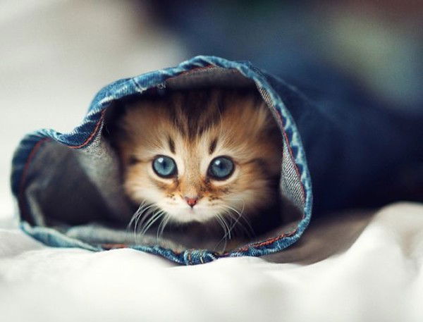 Воффка Воффкин