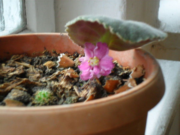 Александр Лебедев