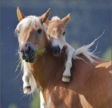 Орынбаев Мырза