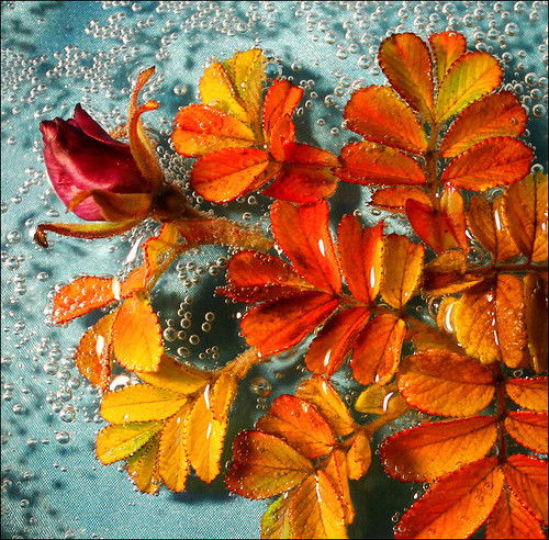 Лера Соколова