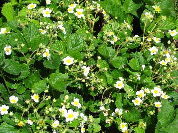 Людмила Васина