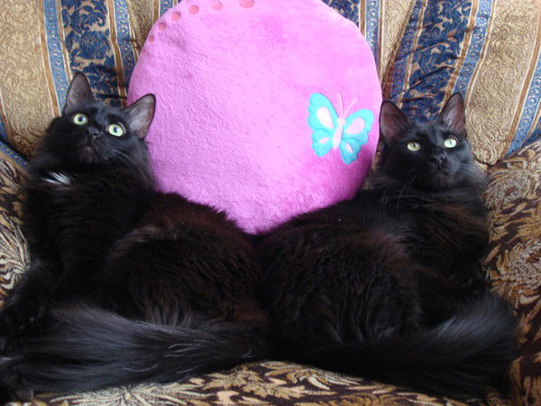 Сергей Антонов