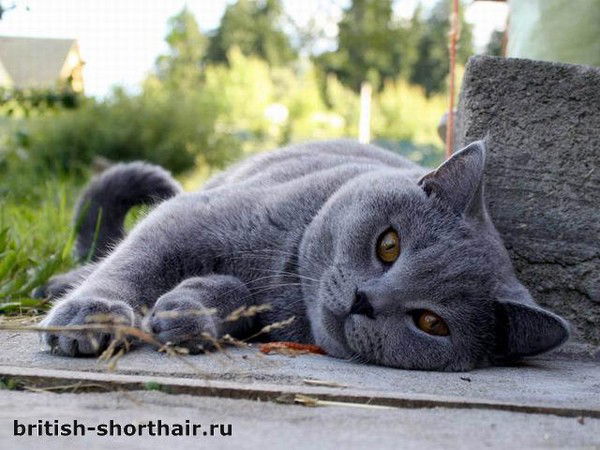 Кристина Болгова