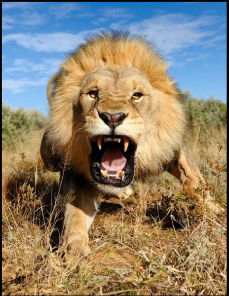 Дмитрий Родионов