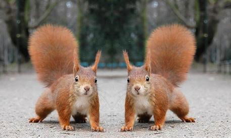 Светлана Запалова