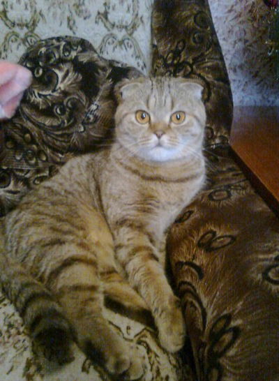 Ольга Анфалова