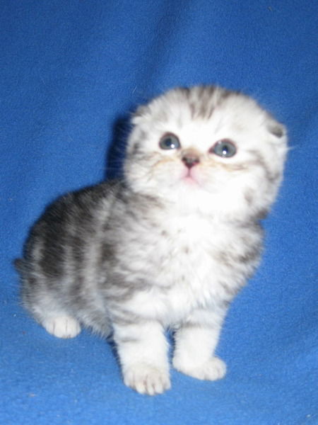 Инна Русинова