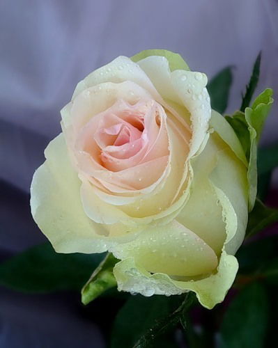 Наталья Миллер