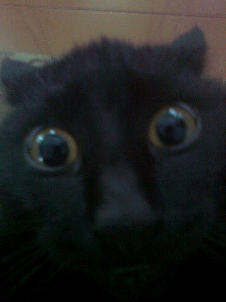 Максим Горбачёв