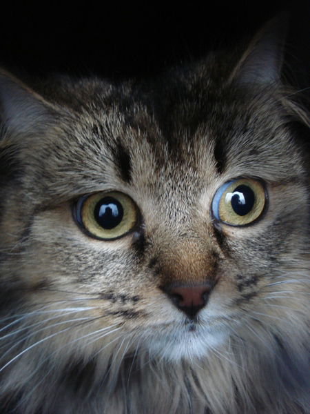 Таня Смирнова