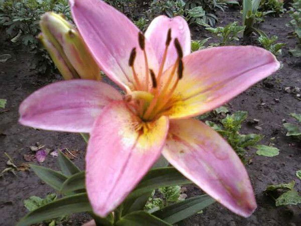 Людмила Борисова