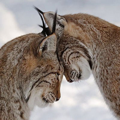 Ангел Скафифа