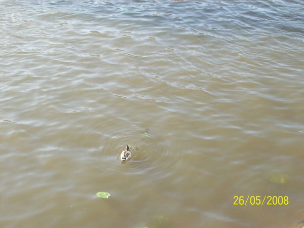 Андрей Мыльников