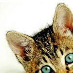 Наталья Фокина