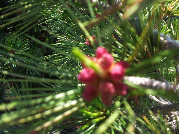 Людмила Сартина