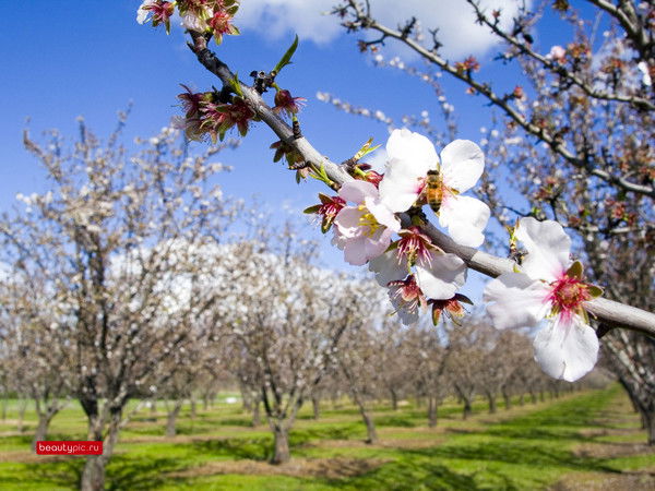 Марьяна Дмитриева