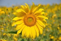 Лариса Платонова