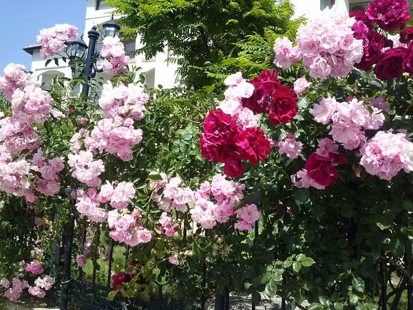 Наталья Делянова