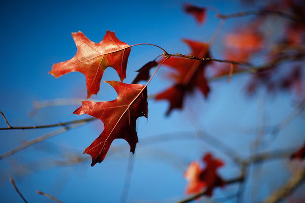 Михаил Фёдоров