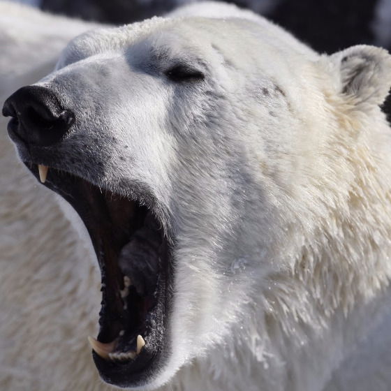 Арктос Арктосян