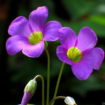 Сашенька Утеулиева