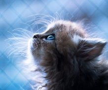 Санэль Баширова