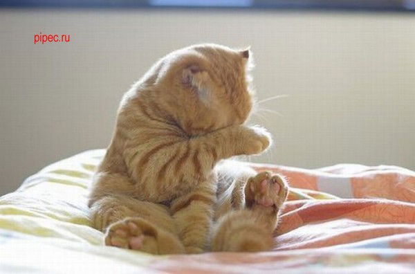 Дмитрий Прокофьев