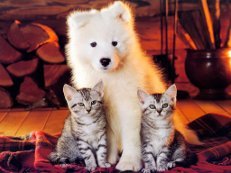 Майгуль Торгайбекова