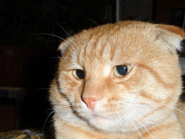 Ирина Максимова