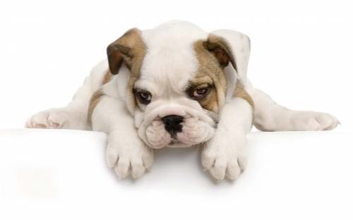 Елена Поставная