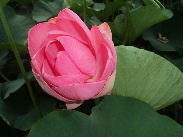 Ирина Бабанская