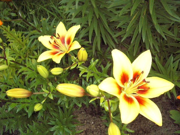 Ольга Бондарец