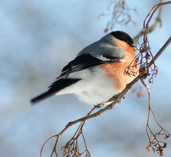 Ирина Шанцева