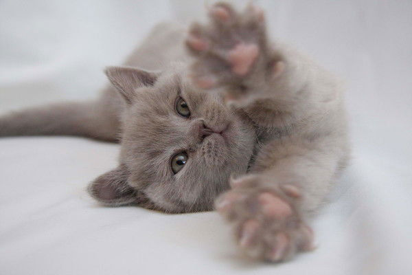 Аналитики Урал