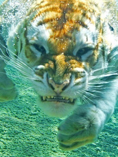 Андрей Никитин